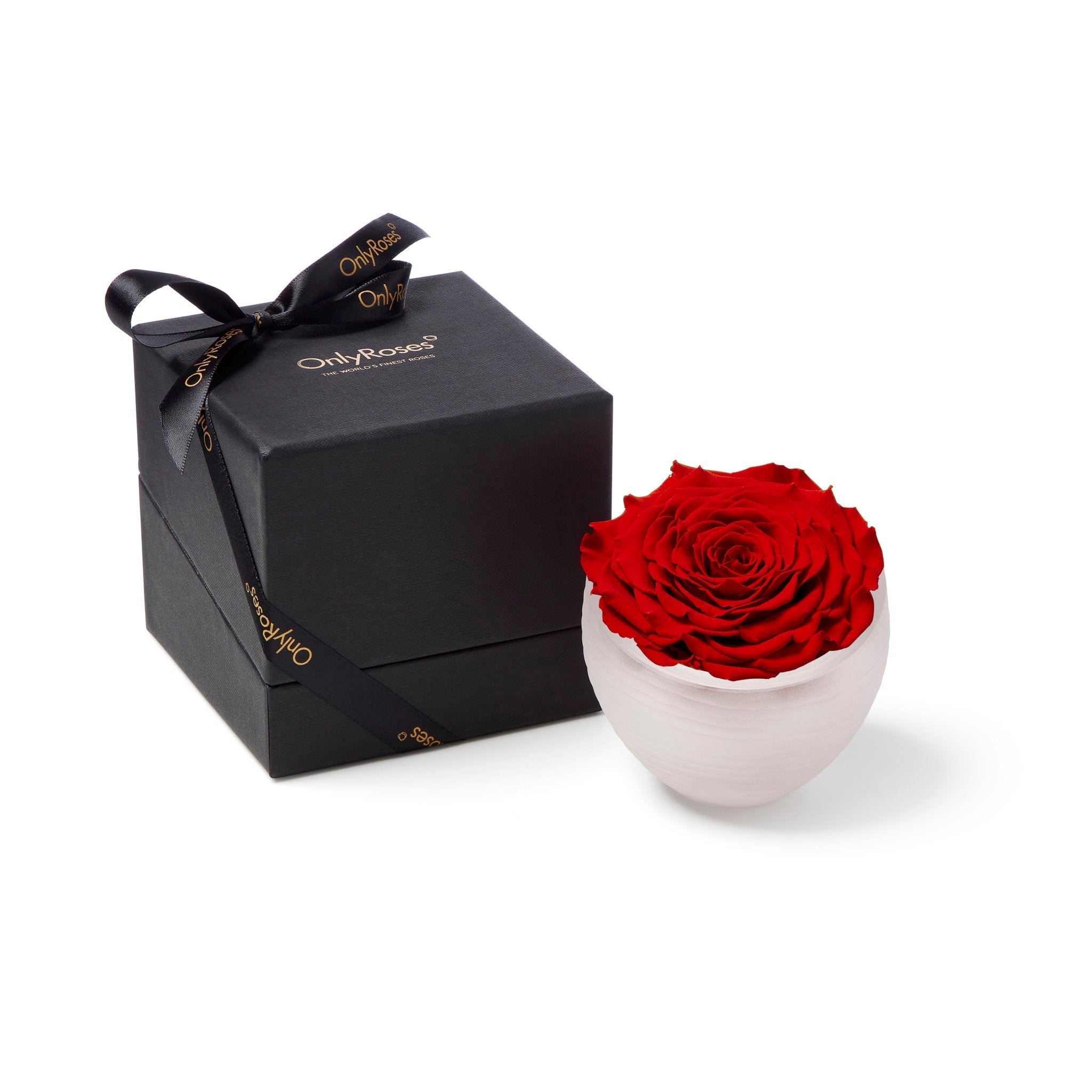Infinite Rose Blanc