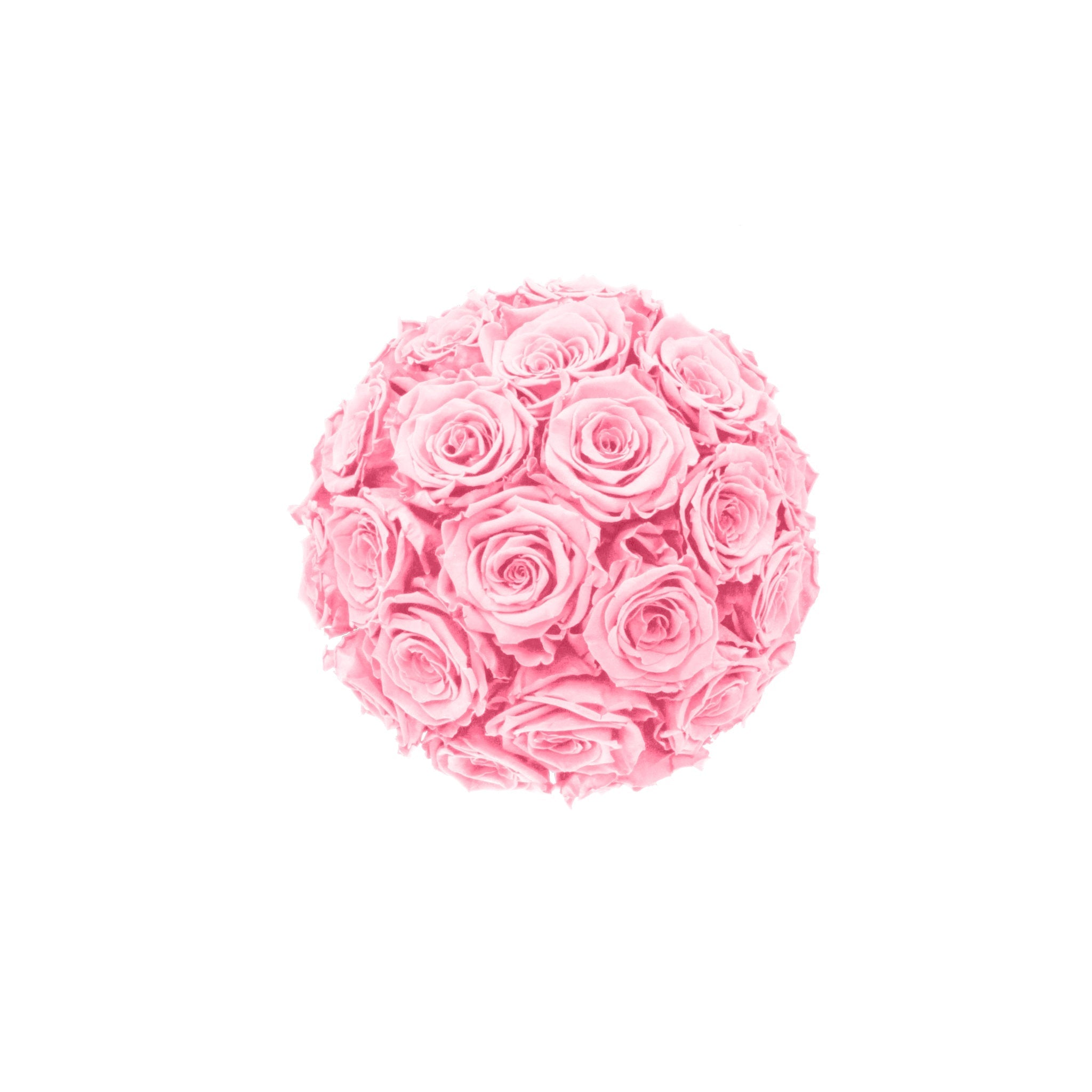 Pink rose ball on a white background