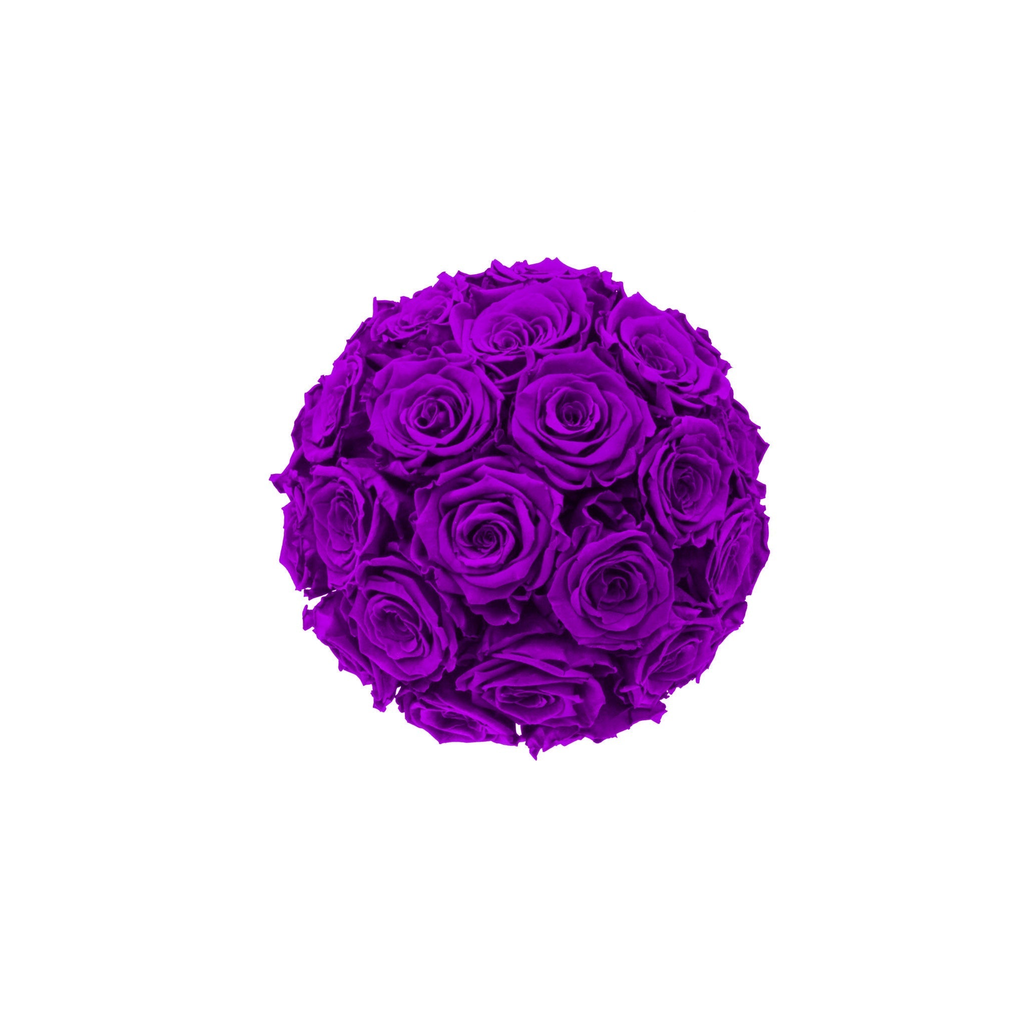 Bouquet of purple roses on a white background