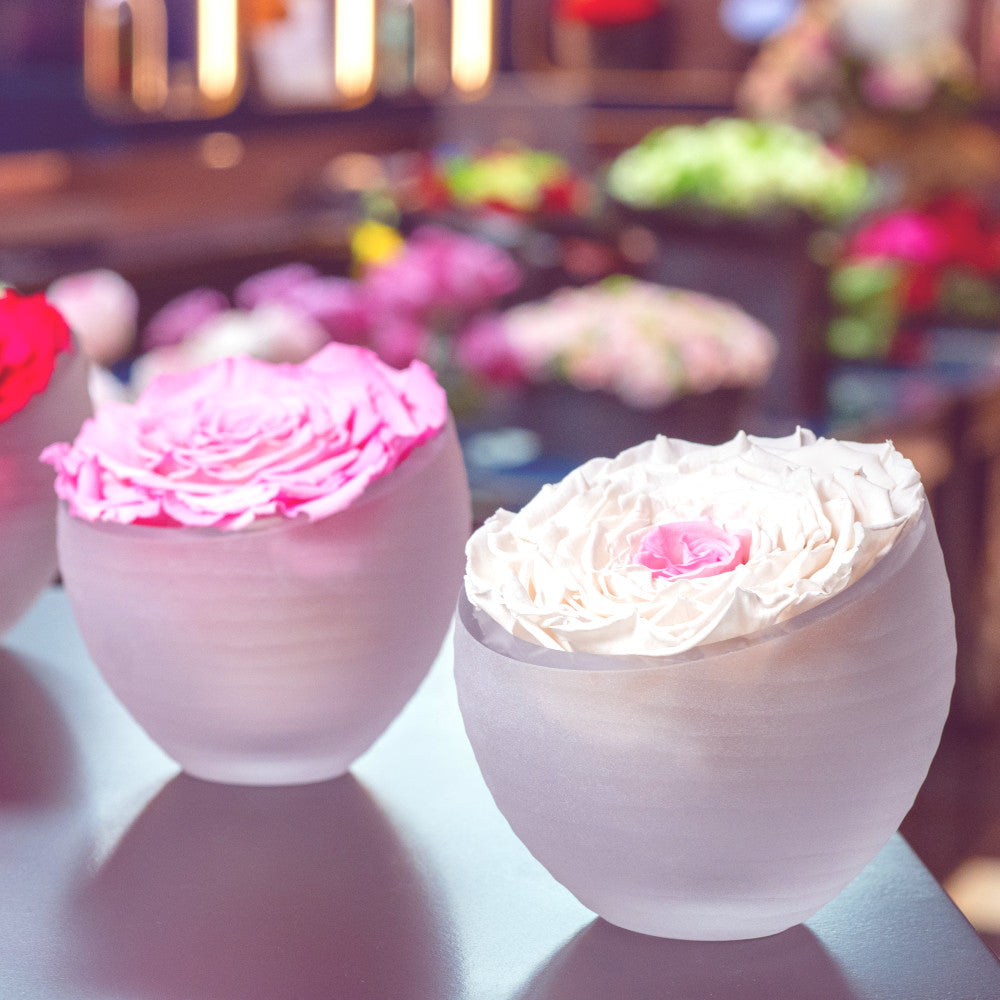 Infinite Roses®