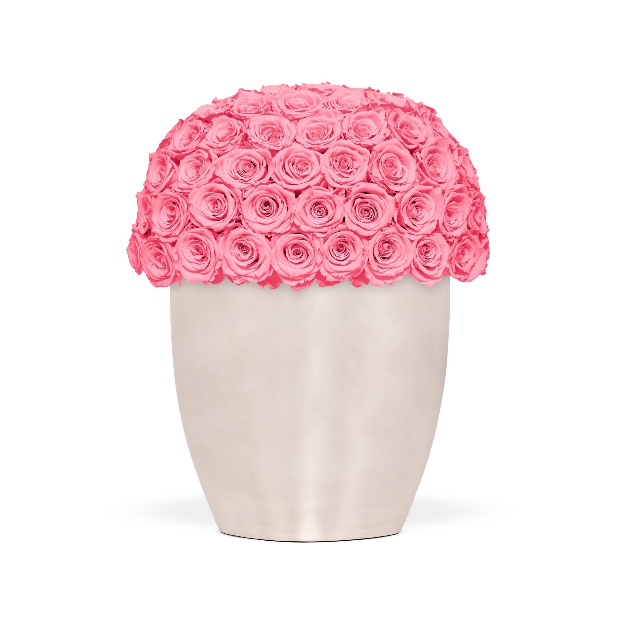 Vase filled with pink roses on a white background