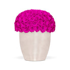 White vase filled with bright pink roses on a white background