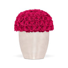 White vase filled with bright pink roses on a white background