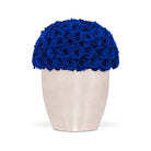 White vase filled with blue roses on a white background
